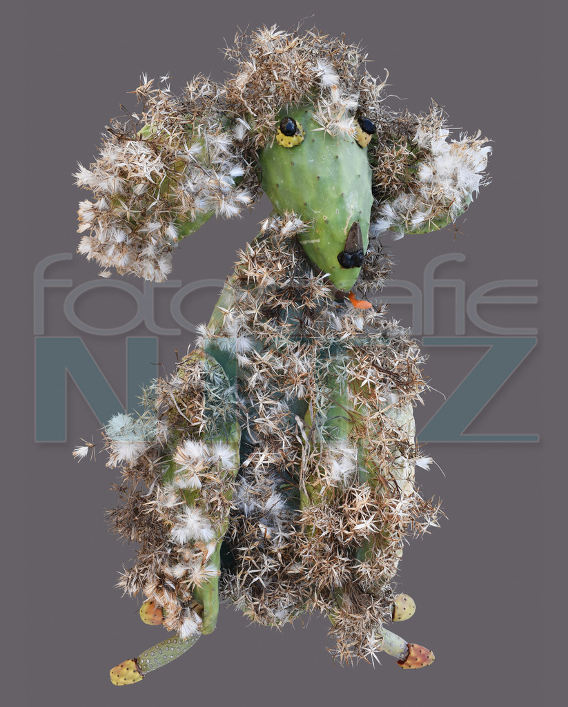 58 | Nitz Fotografie aus Montabaur bietet Ihnen hier die Möglichkeit Bilder auszusuchen und zu bestellen. 