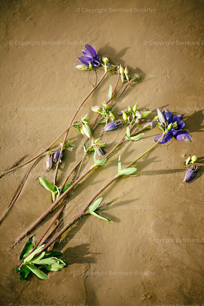 Weggeworfen | Verwelkte Blumen liegen weggeworfen im Sand. - Realisiert mit Pictrs.com
