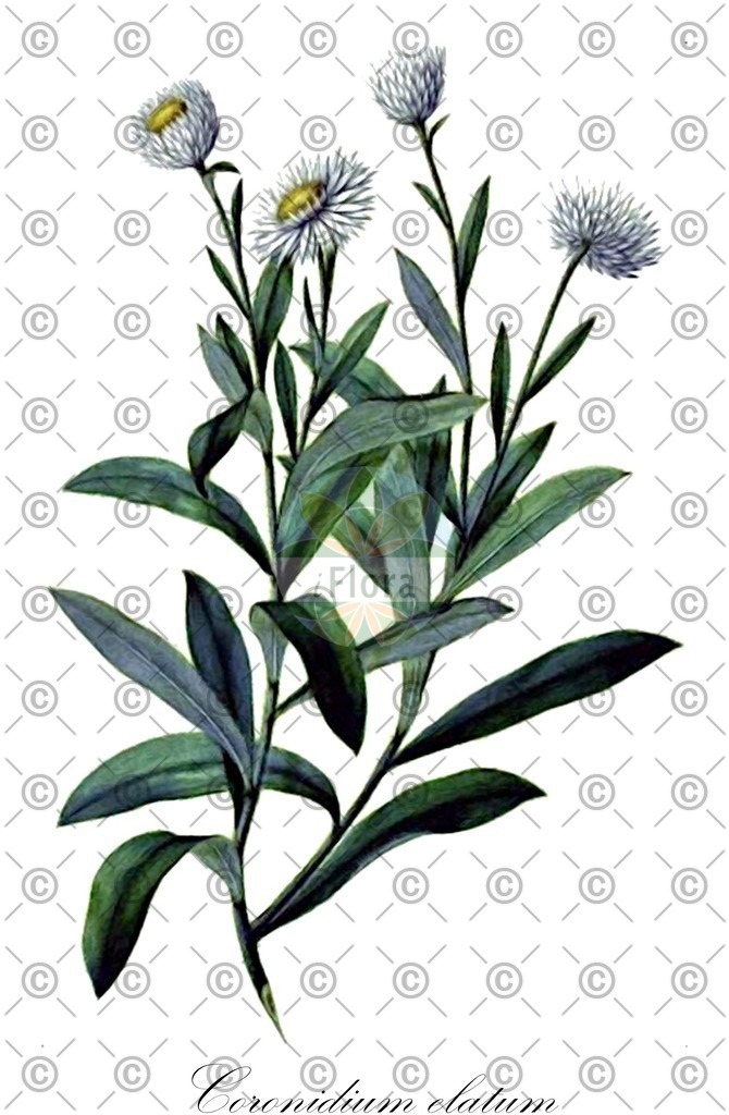 HistAbb_wfo-0000011684_1_ENZY_Simple | Historische Abbildung von Coronidium elatum - Asteraceae | Historical Illustration of Coronidium elatum - Asteraceae