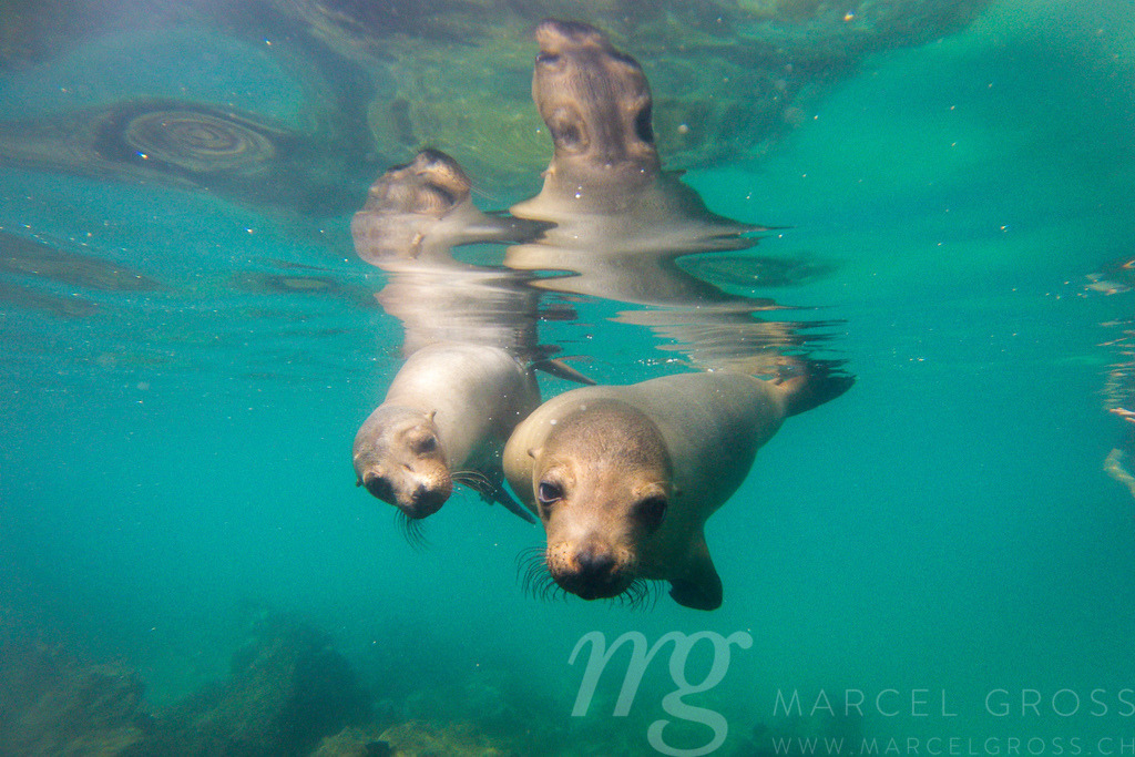 curious sea lions | Two cute sea lions are very curious about us, while we are snorkeling in very shallow water. i was lucky to take this unforgettable image with a gopro camera. Yes, they really were that close! - Realisiert mit Pictrs.com