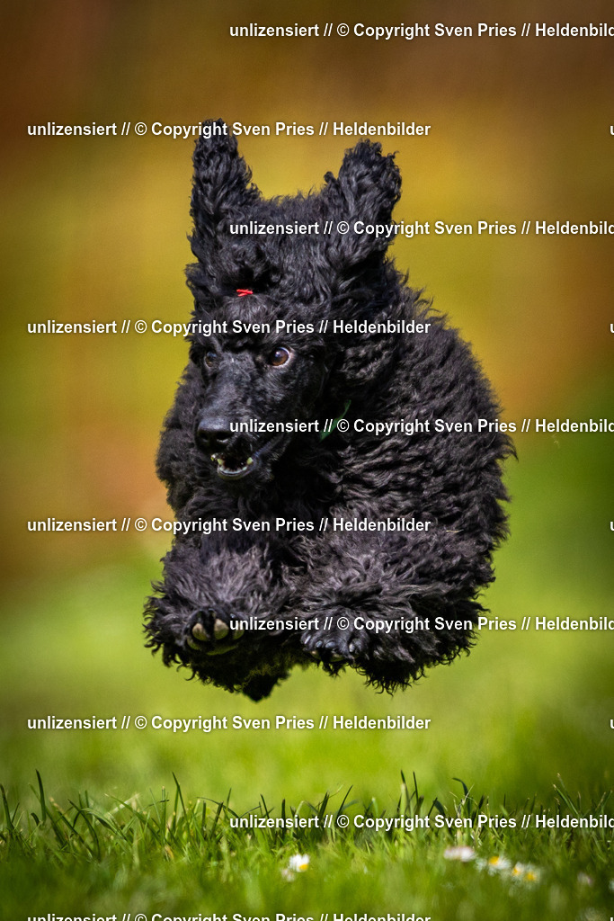 Sven Pries | 2025-04-13 - Hunderennen Baden-Baden - Realisiert mit Pictrs.com