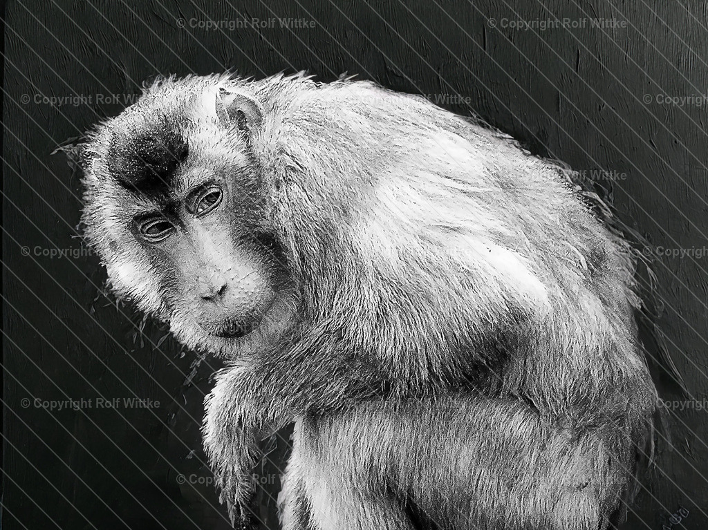 affenportrait2.1 | Der traurige Affe in einem Regenschauer - Realisiert mit Pictrs.com