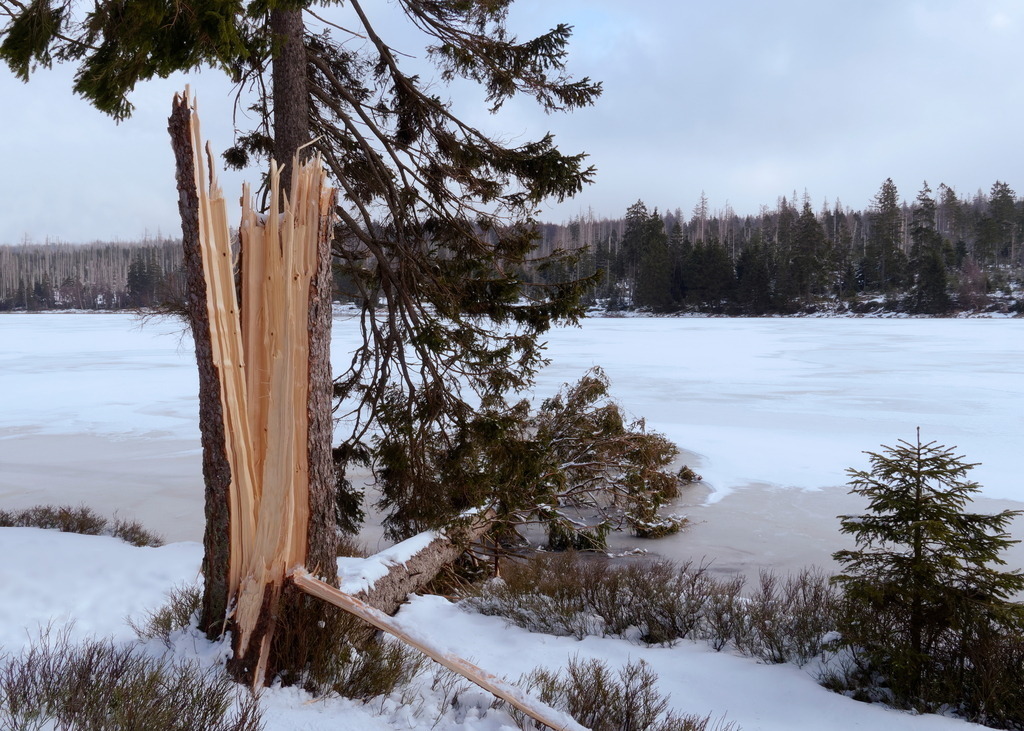 Blitz und Krach in einen alten Fichtenstamm | Baumstumpf und abgebrochene Fichte in einer Winterlandschaft - Realisiert mit Pictrs.com