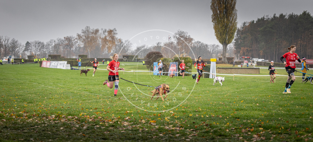 CaniXpix_DV3A8864 | Hundefotografie, Tierfotograf, Pfotenfotografie, Fotoshooting Hund, Hunde Portrait, Hundesport, Hundeportraits, Heideshooting, Hunde, Sportfotograf, Hundefotograf, Turnierhundsport, THS,  - Realisiert mit Pictrs.com