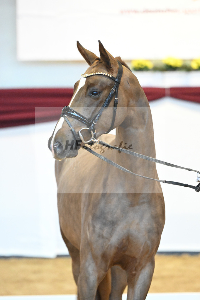 Kat-Nr. 4 v. Benicio_Galneder_66220016 | hf-fotografie - Realisiert mit Pictrs.com