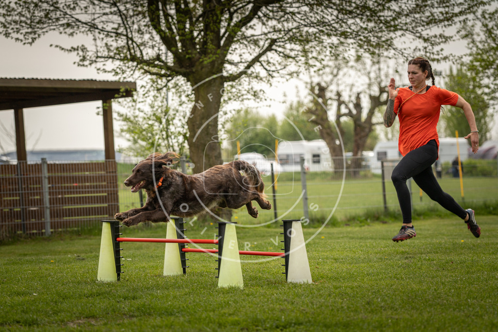 Pfotenfotografie_DV3A6859 | Hundefotografie, Tierfotograf, Pfotenfotografie, Fotoshooting Hund, Hunde Portrait, Hundesport, Hundeportraits, Heideshooting, Hunde, Sportfotograf, Hundefotograf, Turnierhundsport, THS,  - Realisiert mit Pictrs.com