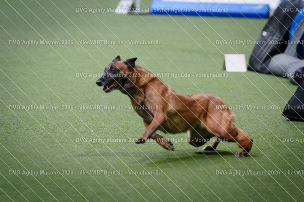allesWIRTHgut_Tierfotografie-DVG_Agility_Masters_2026-11_09-7R501224 | Professionelle Tierfotografie in Mönchengladbach von Daniel Wirth (allesWIRTHgut). Liebevolle & natürliche Bilder von Hunden & Katzen für unvergessliche Erinnerungen.