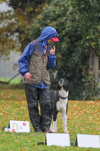 2025_Rally_Obedience_SM-153 | Ich fotografiere Hundeausstellungen, Sportanlässe, Zuchtstätten, Hundezucht, Hundeportrait, Lagotto - Realisiert mit Pictrs.com