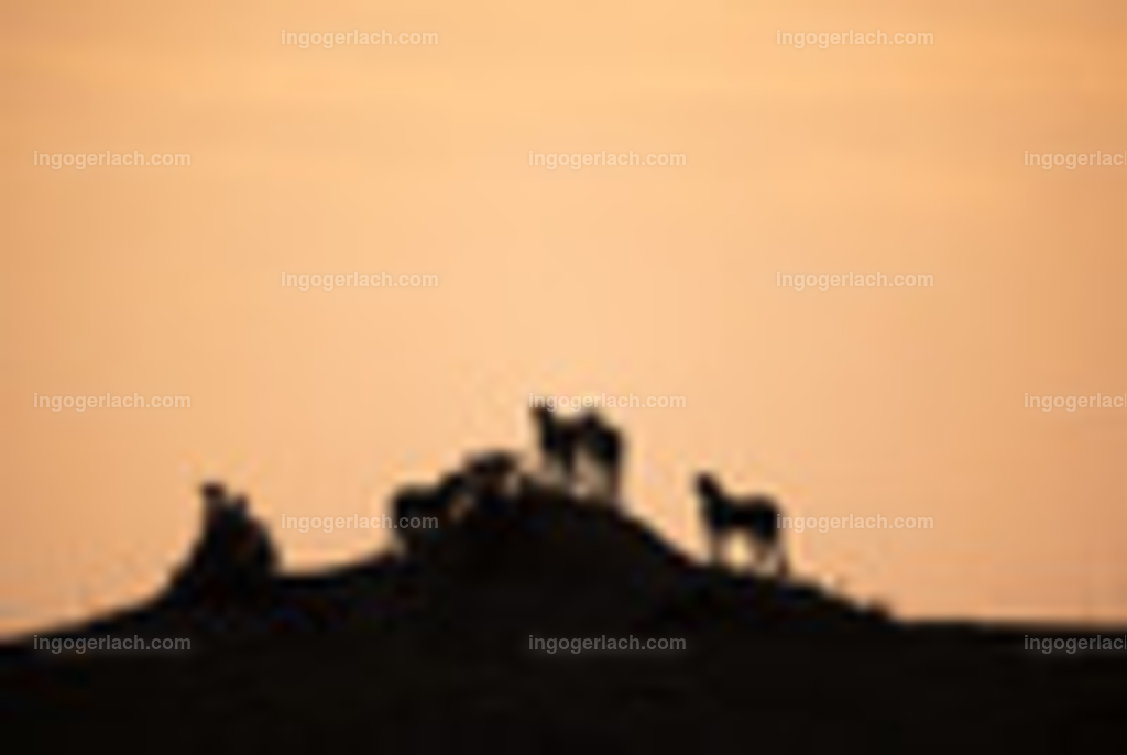 Die Gepardenkoalition beim Sonnenuntergang | Die fünf Gepardenbrüder oder auch Gepardenkoalition genannt fotogen auf einem Hügel bei Sonnenuntergang
