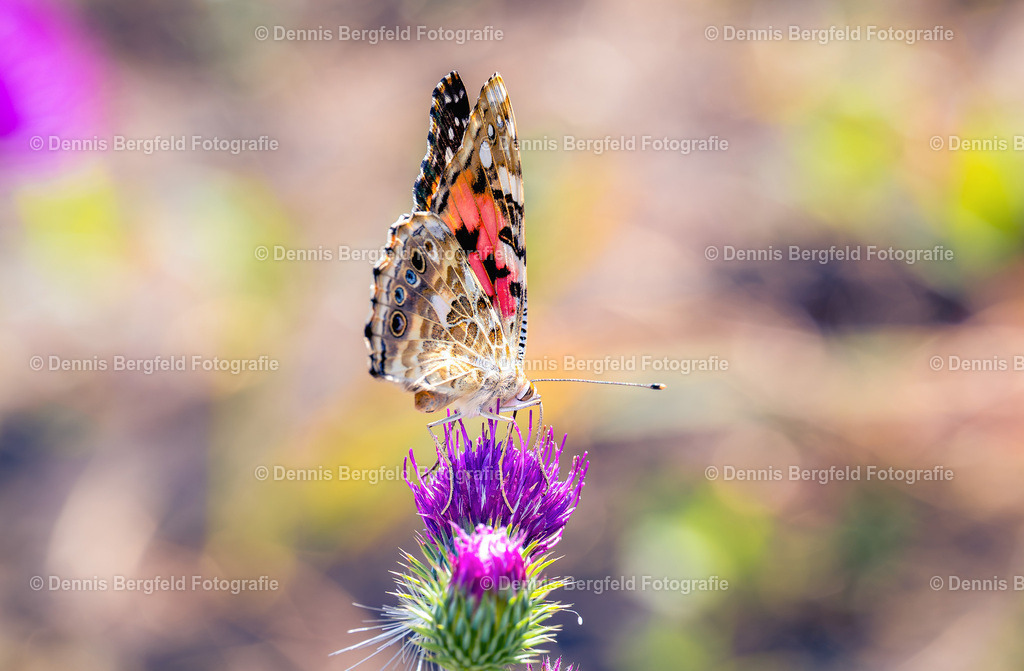 Schmetterling auf Distel | Entdecken Sie Natur, Makro und Tierfotografie von Dennis Bergfeld.Besondere Momente und Details der Natur, hochwertig als Foto und Wandbild erhältlich. - Realisiert mit Pictrs.com