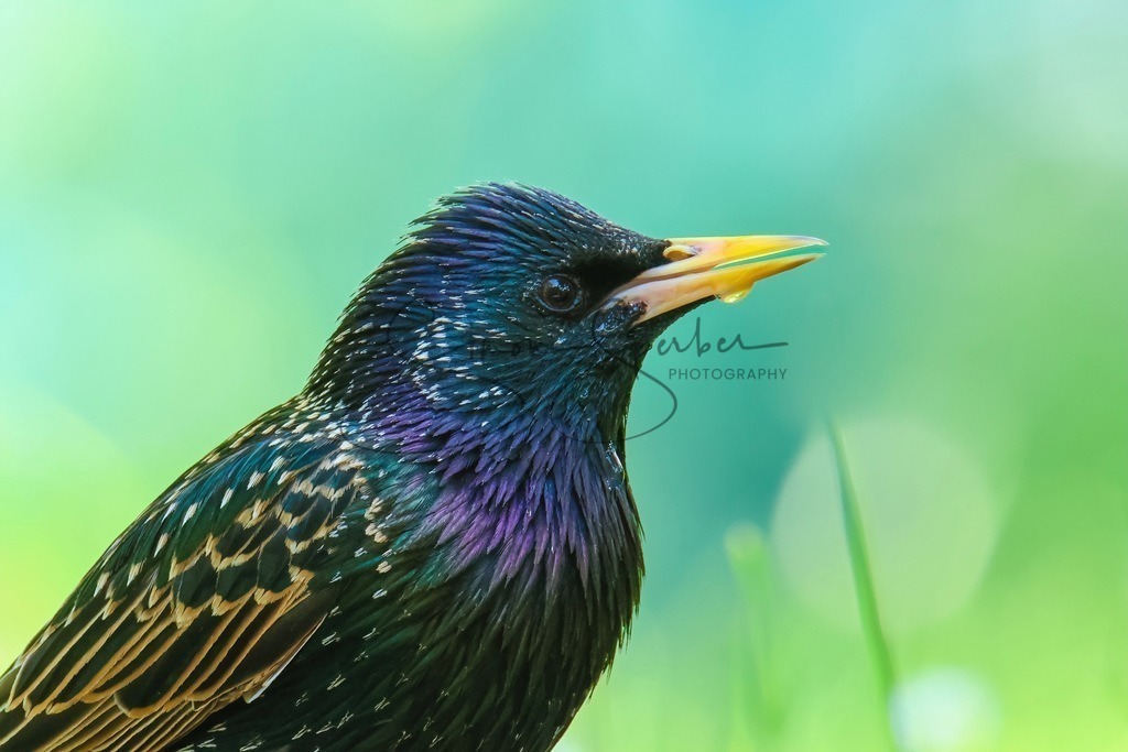 Star | Simone Sperber, svb-photography,Fotografin,Bilddesignerin,Naturfotografie,Macrofotografie,Tierfotografie,Wildtierfotografie,Ausstellungen,Auftragsfotografie,Kunst,Art,Photographer,Shootings,Bildberatbeitung,Galerie,Shop