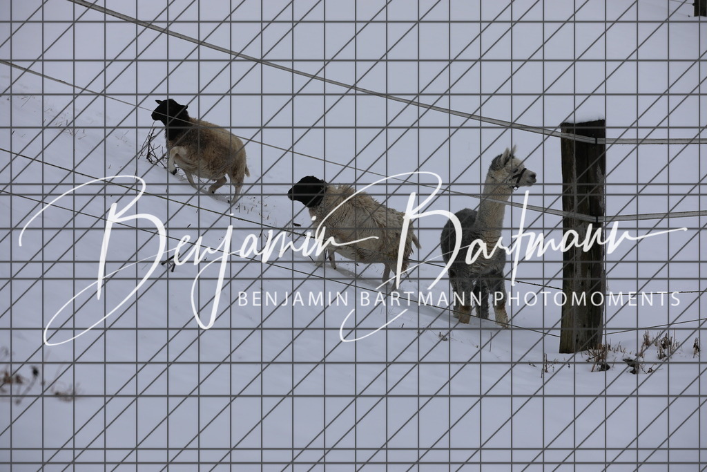 AZ2A3313 | Benjamin Bartmann Photomoments