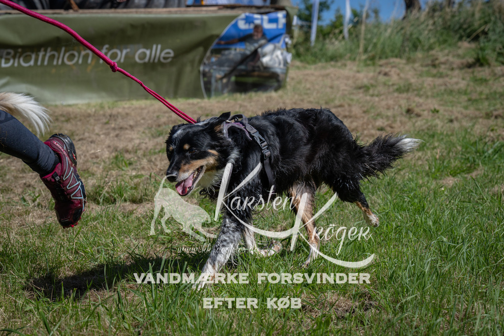 1126_ZZ91636 | kk-dogfotos