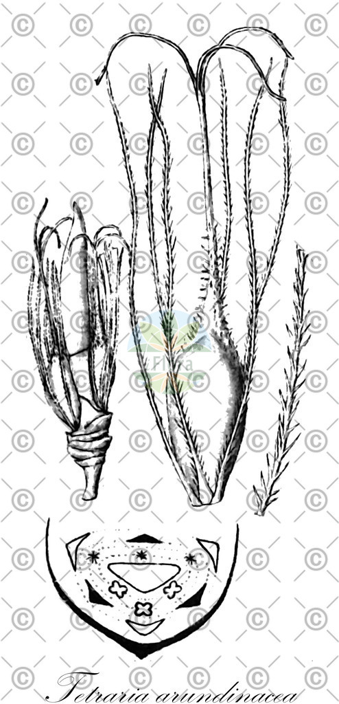 HistAbb_wfo-0000903442_1_ENZY_Simple | Historische Abbildung von Tetraria arundinacea - Cyperaceae | Historical Illustration of Tetraria arundinacea - Cyperaceae