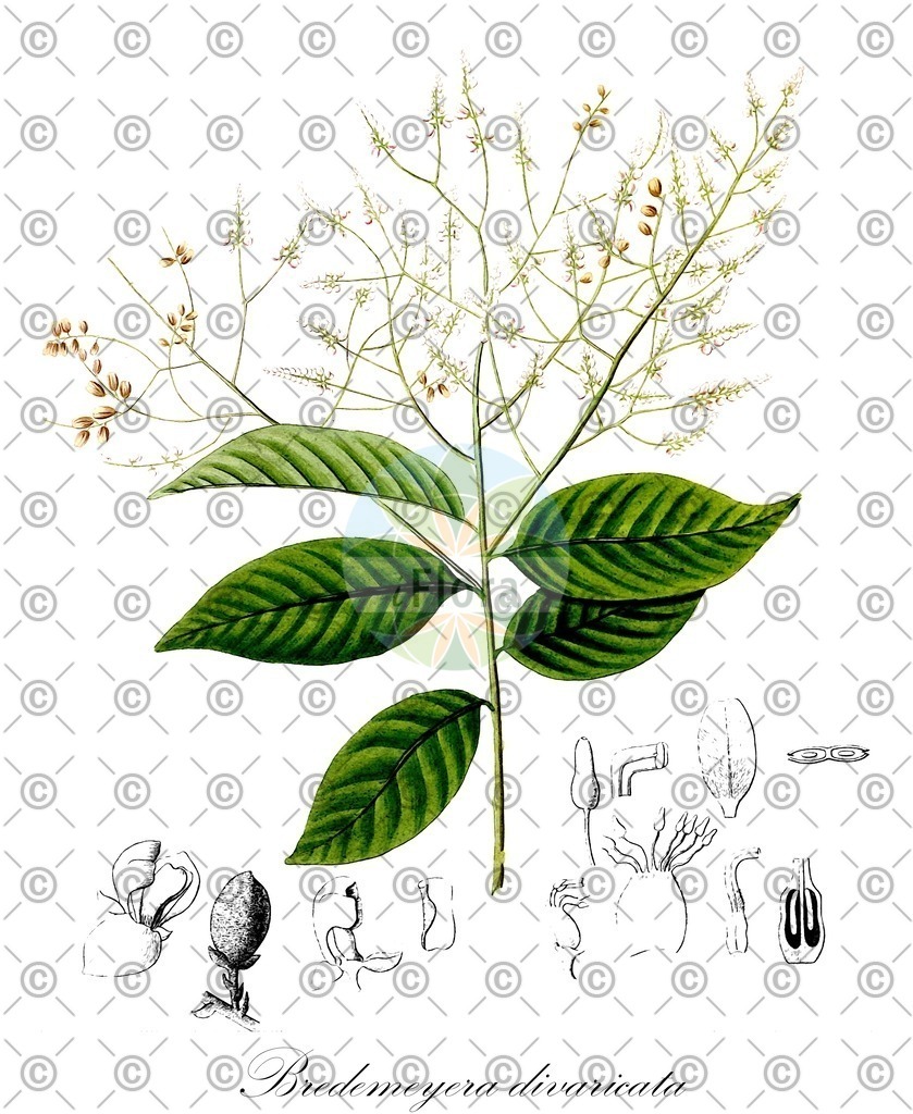 HistAbb_wfo-0001083185_1_ENZY_Simple | Historische Abbildung von Bredemeyera divaricata - Polygalaceae | Historical Illustration of Bredemeyera divaricata - Polygalaceae