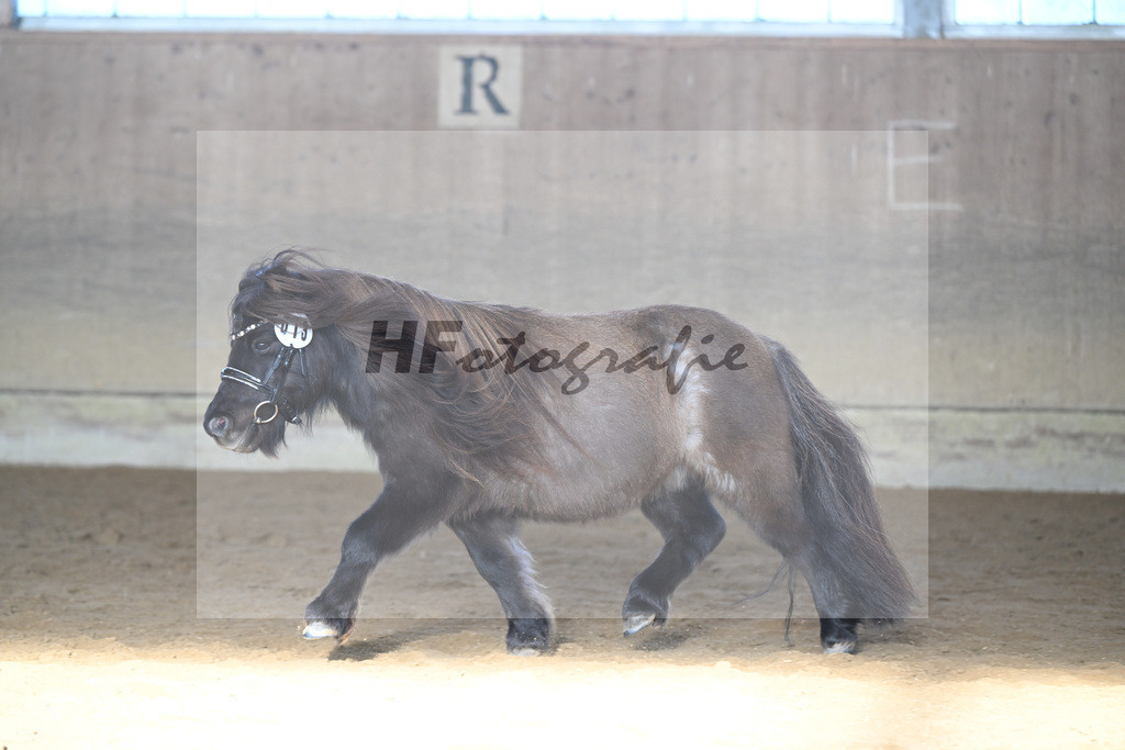 Kat-Nr. 13 Tassilo vom Radebachtal v. MLs Tamino_Gossing_49250598 | hf-fotografie - Realisiert mit Pictrs.com