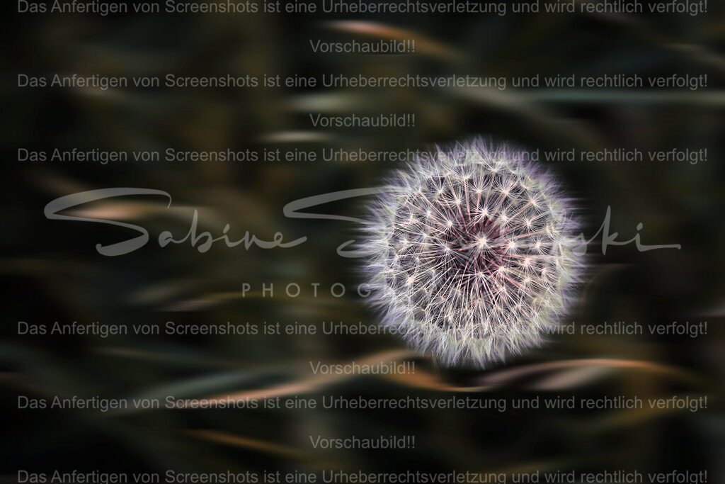 Wandbild Pusteblume | People- und Tierfotografie, Imageaufnahmen, Veranstaltungsfotografie und Wandbilder aus der Natur ★ Made in Germany ✔️ Druck + Downloads ✔️ Naturfotografie in Top Qualität ★ schneller Versand, weltweite Lieferung! - Realisiert mit Pictrs.com