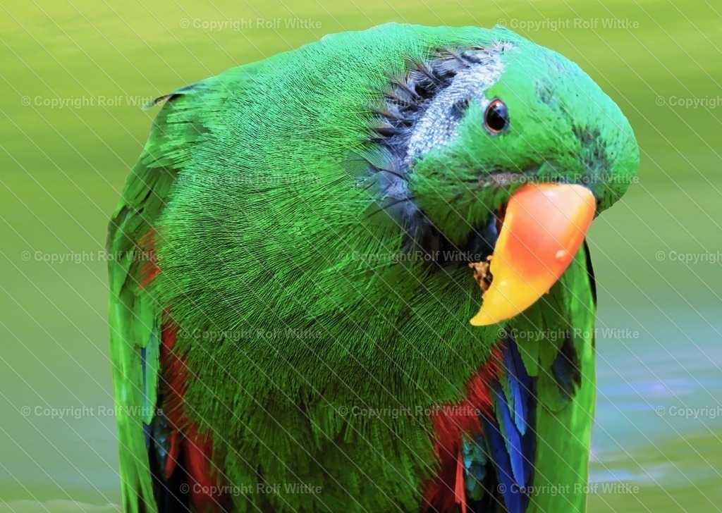 papagei grün | Rolf Wittke  - Realisiert mit Pictrs.com