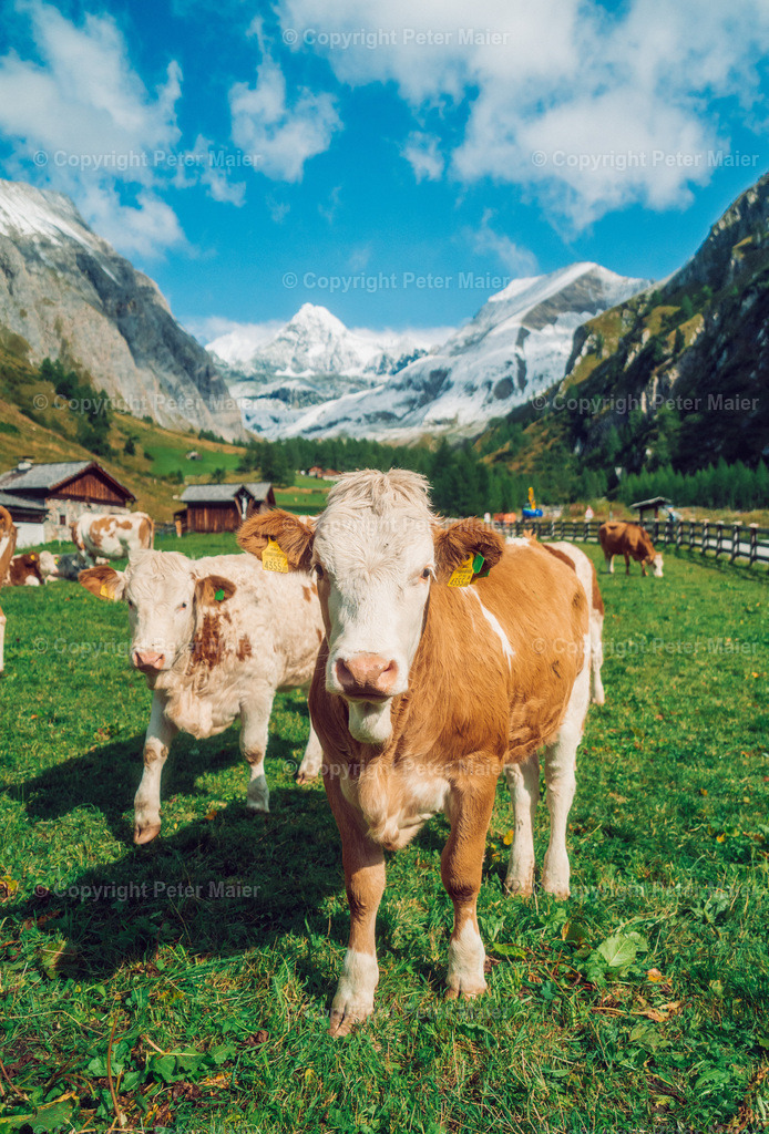 Kals_Herbst-276 | piet_flosse