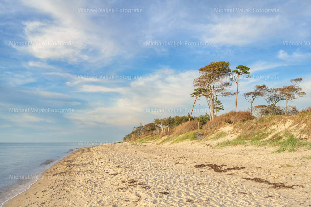Abends am Darßer Weststrand | Die Sonne taucht den Strand und die Bäume des Darßwaldes in ein warmes Licht. - Realisiert mit Pictrs.com