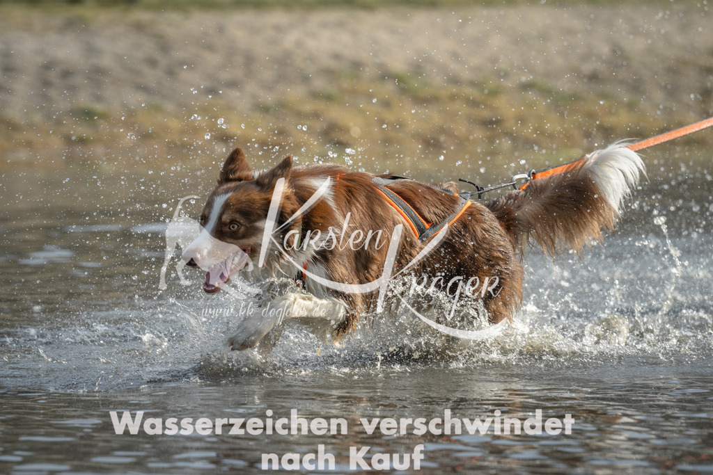 1021_ZZ97035 | kk-dogfotos