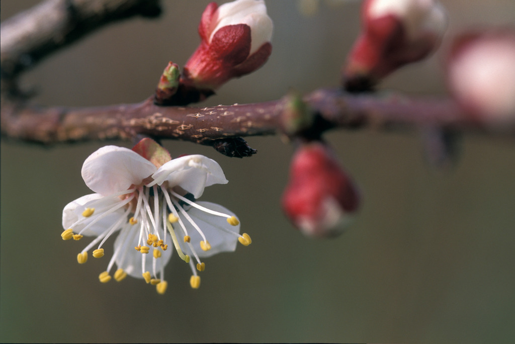 Marillenbaumbluete | Rohrbrunn, Austria - June 09, 2010: Marillenbaumbluete. - Realisiert mit Pictrs.com