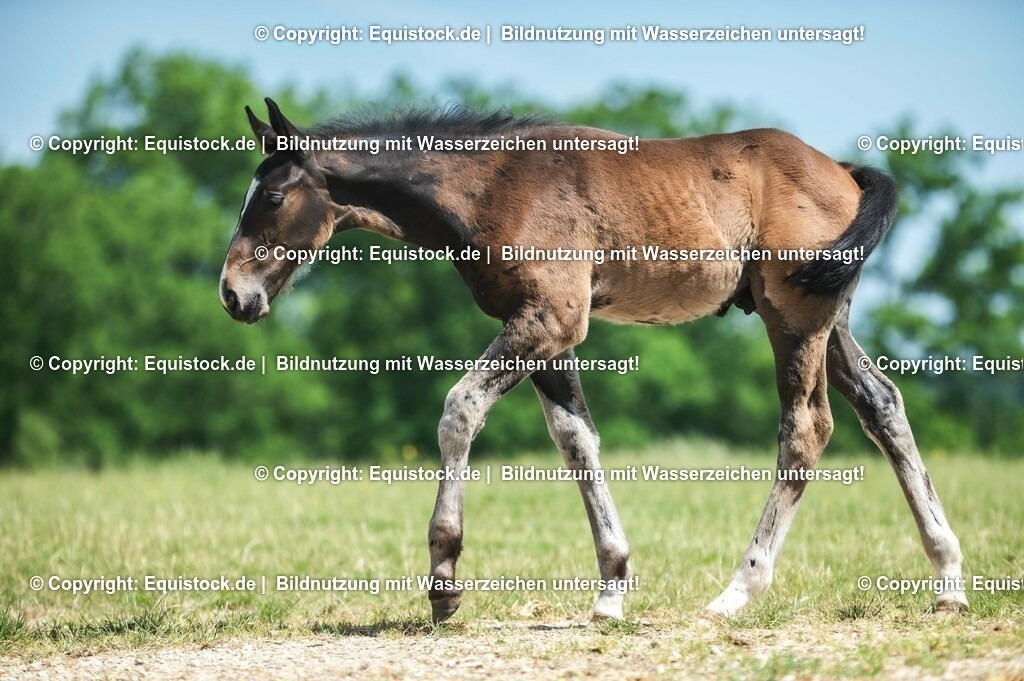 20210617_Fohlen_0220 | Foto: Thomas Hartig