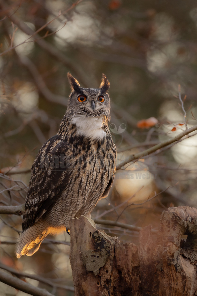 R5NF1195_20241201 | Der Uhu ist kein Lebensraum-Spezialist. Optimale Lebensräume beinhalten jedoch Felsen mit freiem Anflug für die Horstanlage, nicht zu große Wälder als Tageseinstand, wo sie Schutz suchen können, Freiflächen und ganzjährig eisfreie Gewässer als bevorzugtes Jagdgebiet. In nahrungsreichen Lebensräumen erreicht der Uhu bei entsprechend günstiger Verteilung von potentiellen Felsbrutplätzen (z.B. in der Eifel) eine hohe Dichte. - Realisiert mit Pictrs.com