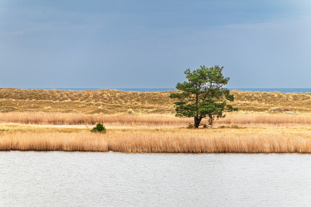 Baum im Schilf auf dem Fischland-Darß | Baum im Schilf auf dem Fischland-Darß.               