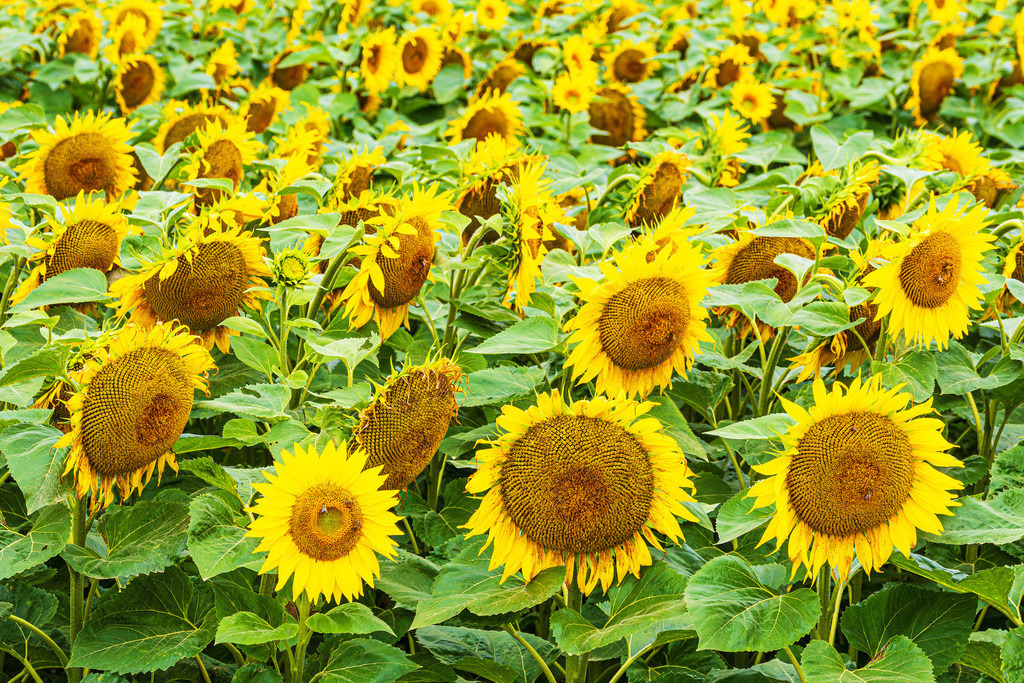 Sonnenblumenfeld zwischen Stäbelow und Clausdorf bei Rostock | Sonnenblumenfeld zwischen Stäbelow und Clausdorf bei Rostock.