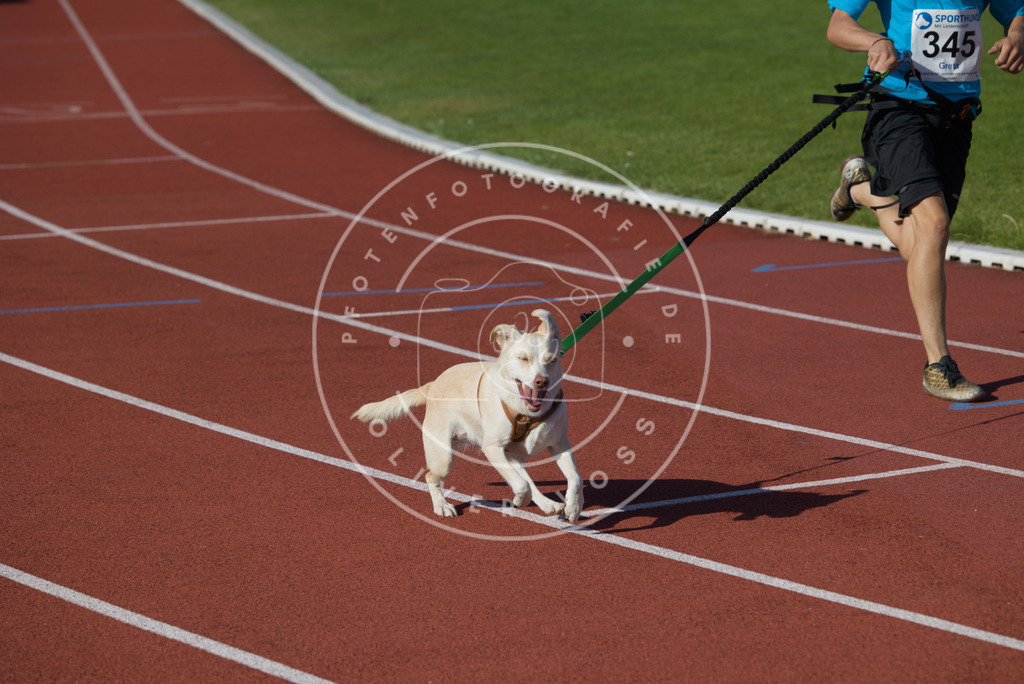 0L8A9208 | Hundefotografie, Tierfotograf, Pfotenfotografie, Fotoshooting Hund, Hunde Portrait, Hundesport, Hundeportraits, Heideshooting, Hunde, Sportfotograf, Hundefotograf, Turnierhundsport, THS,  - Realisiert mit Pictrs.com
