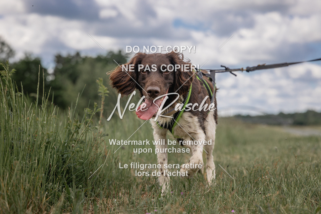 nelerasche_BuHu2026_SaCC1100-1200_70 | nelerasche