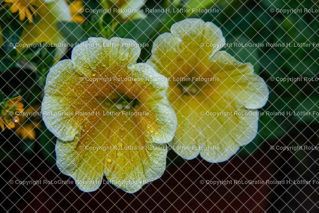 Gelbe Petunie_Petunia x atkinsiana_Familie der Nachtschattengewächse (Solanaceae) | Gelbe Petunie_Petunia x atkinsiana_Familie der Nachtschattengewächse (Solanaceae) - Realisiert mit Pictrs.com