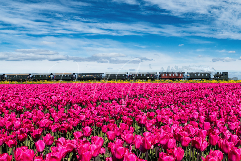 Nostalgiebahn | Die alte Museumsbahn Medemblik - Hoorn während der Tulpenblüte