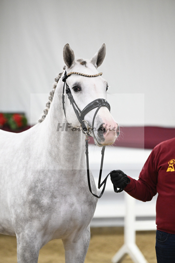 Kat-Nr. 86 Zirocco Blue x Askari_Daniela Kastner-Schoepe_47252881 | hf-fotografie - Realisiert mit Pictrs.com