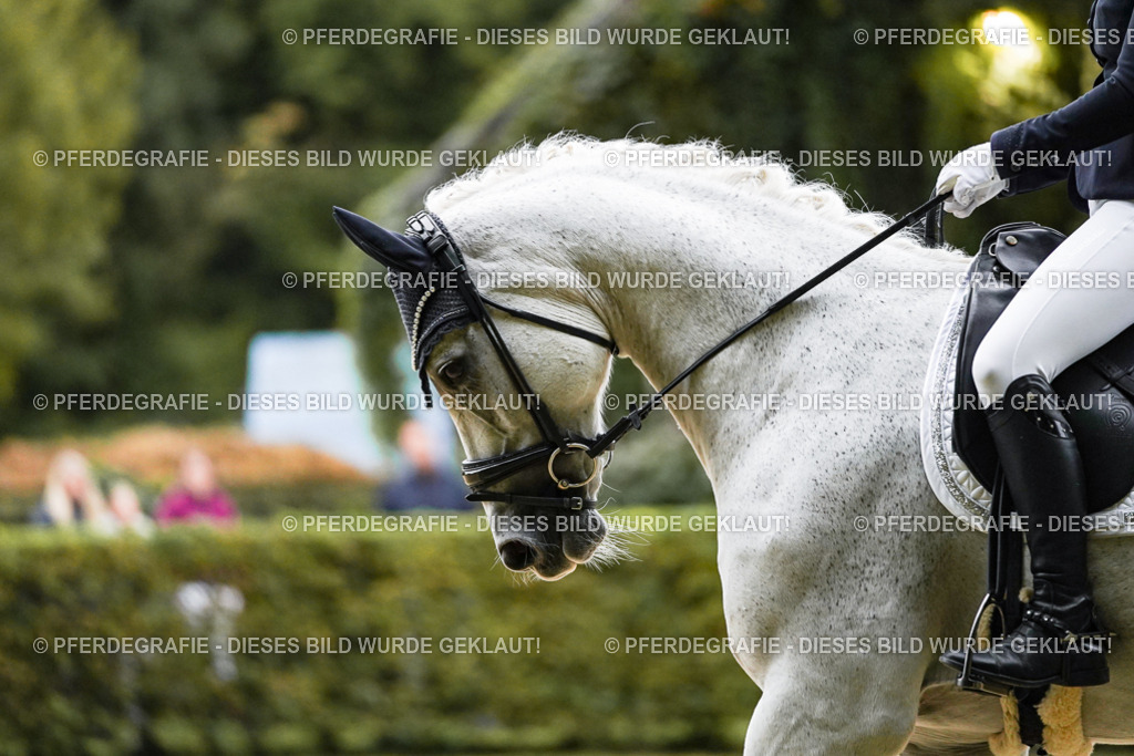 DSC06506 | Pferdegrafie