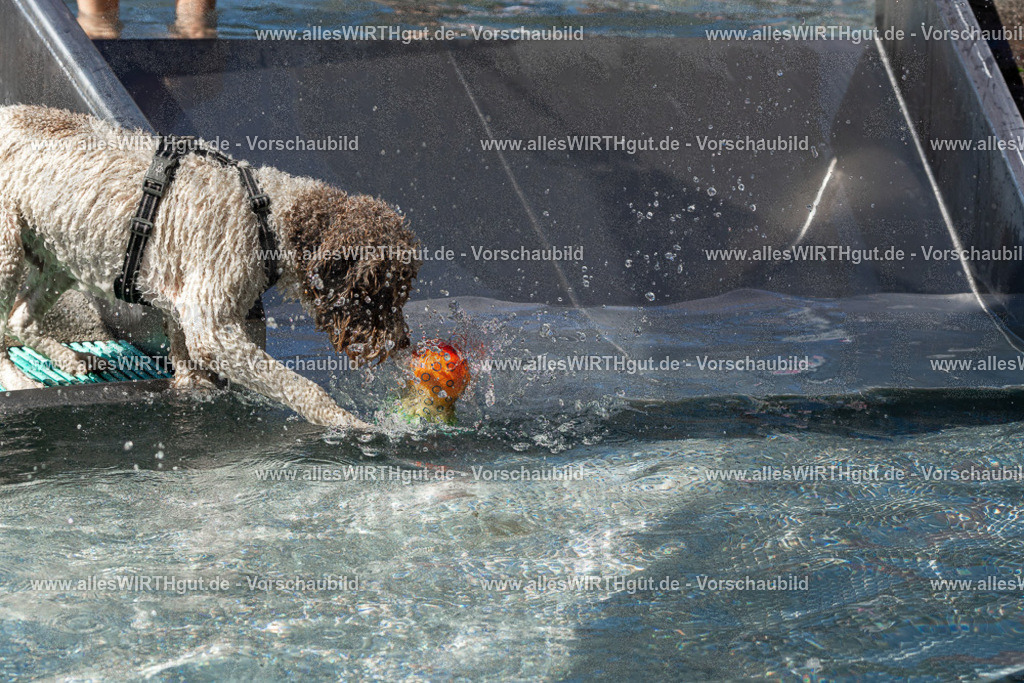 Hundeschwimmen_Volksbad_2026-allesWIRTHgut_Tierfotografie-2609061338-FAY06799 | Professionelle Tierfotografie in Mönchengladbach von Daniel Wirth (allesWIRTHgut). Liebevolle & natürliche Bilder von Hunden & Katzen für unvergessliche Erinnerungen.