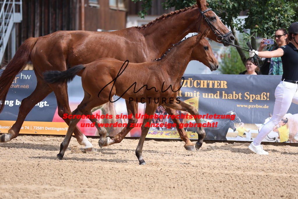 Fohlenschau_Schwäbisch_Hall_dressurbetonte_Fohlen_KN 6_8 | lmwpictures - Realisiert mit Pictrs.com