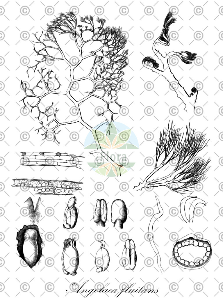 HistAbb_wfo-0000536542_5_ENZY_Simple | Historische Abbildung von Angolaea fluitans - Podostemaceae | Historical Illustration of Angolaea fluitans - Podostemaceae