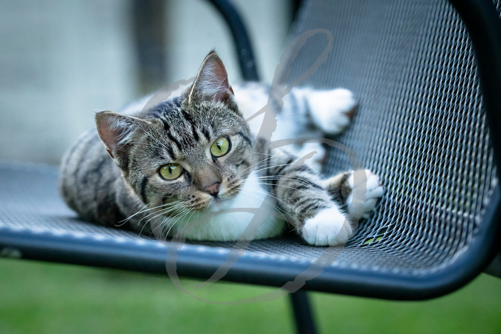 _DSC4496 | sebastiandoebroessy - Realisiert mit Pictrs.com