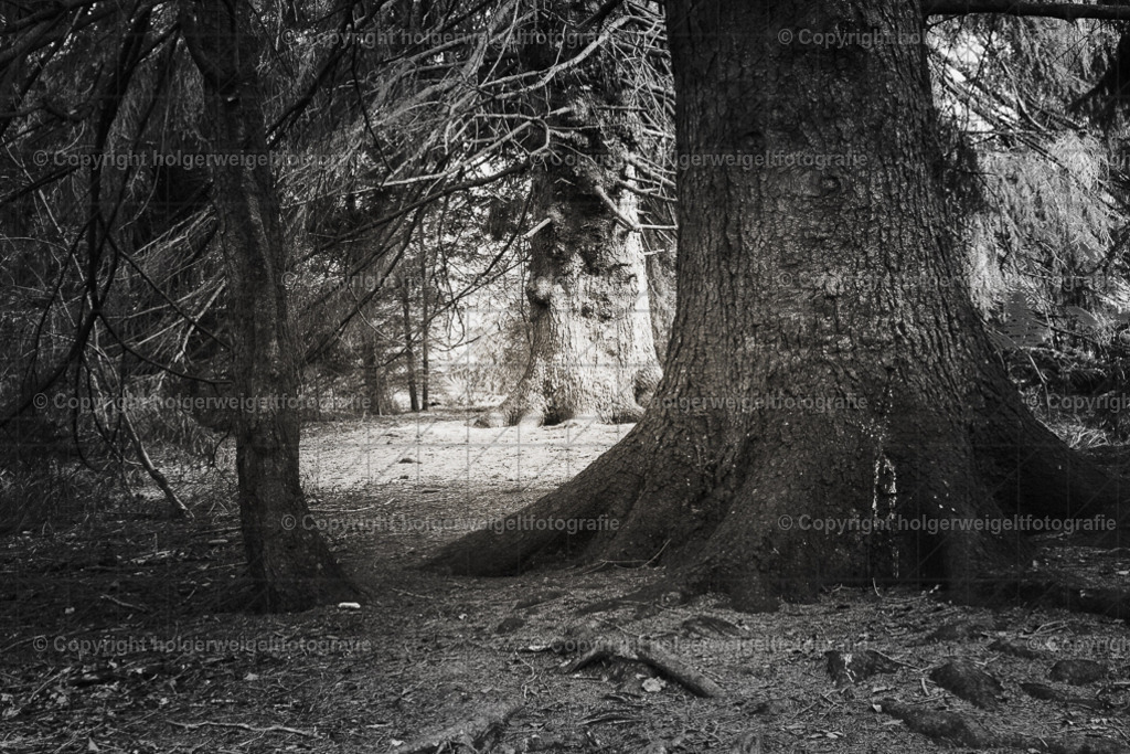 Der Nadlige | Kaufen sie online außergewöhnliche Fotografien auf Leinwand Acrylglas Fotoprint Aludibond von holgerweigeltfotografie - Realisiert mit Pictrs.com