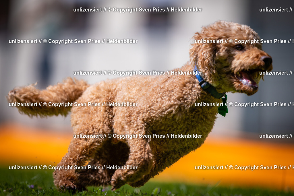 Sven Pries | 2025-08-10 - Hunderennen Durlach - Realisiert mit Pictrs.com