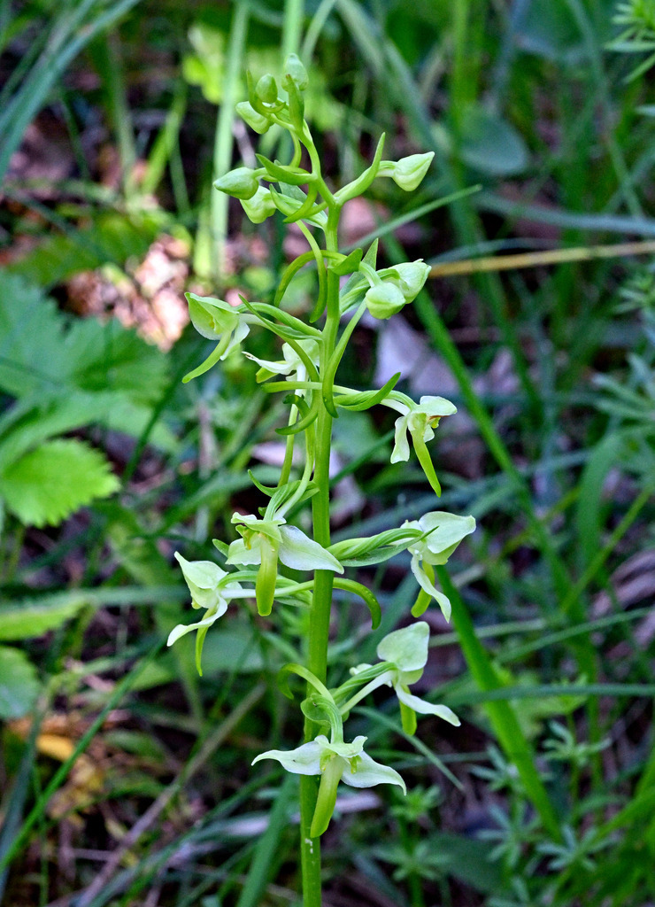 GrünlicheWaldhyazinthe01h-5 | lucisnaturbilder - Realisiert mit Pictrs.com