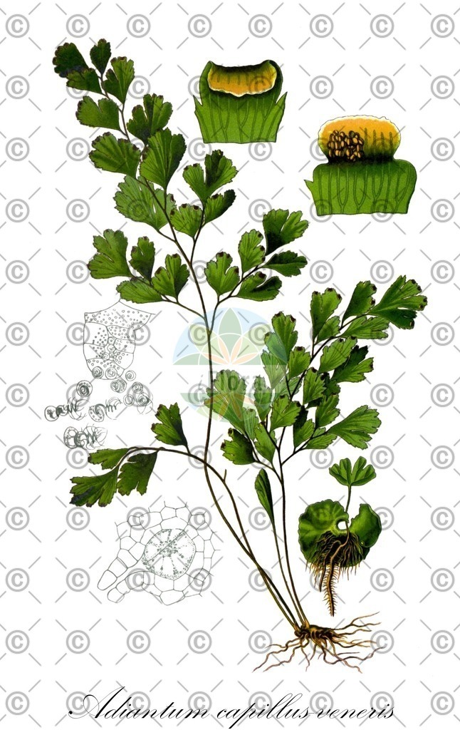 HistAbb_wfo-0001109469_1_ENZY_Simple | Historische Abbildung von Adiantum capillus-veneris - Pteridaceae (Frauenhaarfarn;Venushaar) | Historical Illustration of Adiantum capillus-veneris - Pteridaceae (maidenhair fern;venus's-hair fern)