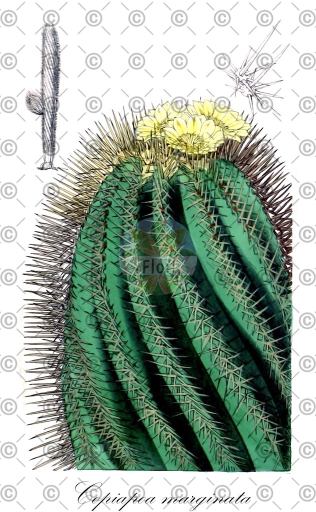 HistAbb_wfo-0000922991_1_ENZY_Simple | Historische Abbildung von Copiapoa marginata - Cactaceae | Historical Illustration of Copiapoa marginata - Cactaceae