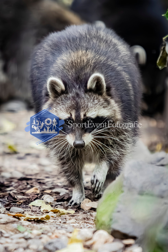 IMG_4085 | SportEventFotografie - Roman Stoiber