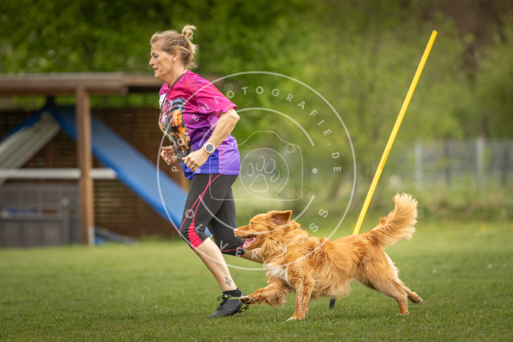 Pfotenfotografie_DV3A7593 | Hundefotografie, Tierfotograf, Pfotenfotografie, Fotoshooting Hund, Hunde Portrait, Hundesport, Hundeportraits, Heideshooting, Hunde, Sportfotograf, Hundefotograf, Turnierhundsport, THS,  - Realisiert mit Pictrs.com