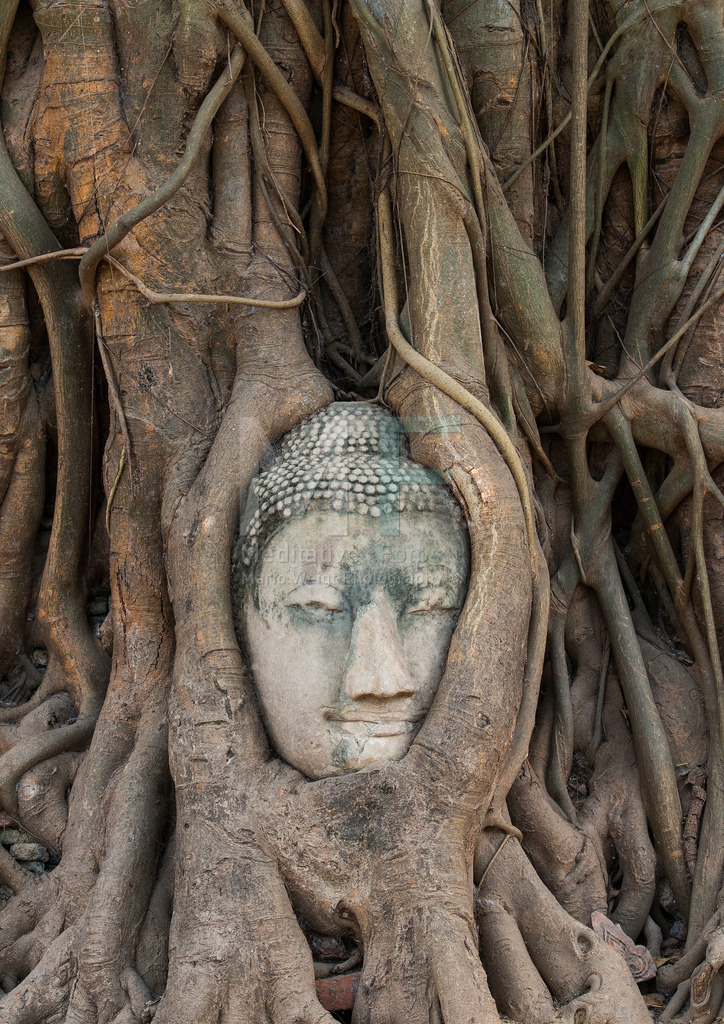 MW0713-4601-2 | Buddha-Kopf im Tempelpark von Ayutthaya - Realisiert mit Pictrs.com