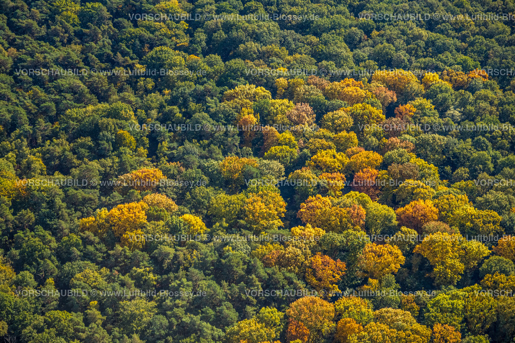 Hamm221003073 | Luftbild, Pilsholz Waldgebiet und Bäume in herbstlichen Farben, Rhynern, Hamm, Ruhrgebiet, Nordrhein-Westfalen, Deutschland