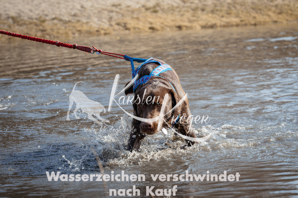 1126_ZZ94420 | kk-dogfotos